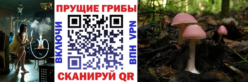 Галлюциногенные грибы Psilocybine cubensis  mega ТОР  Воронеж 